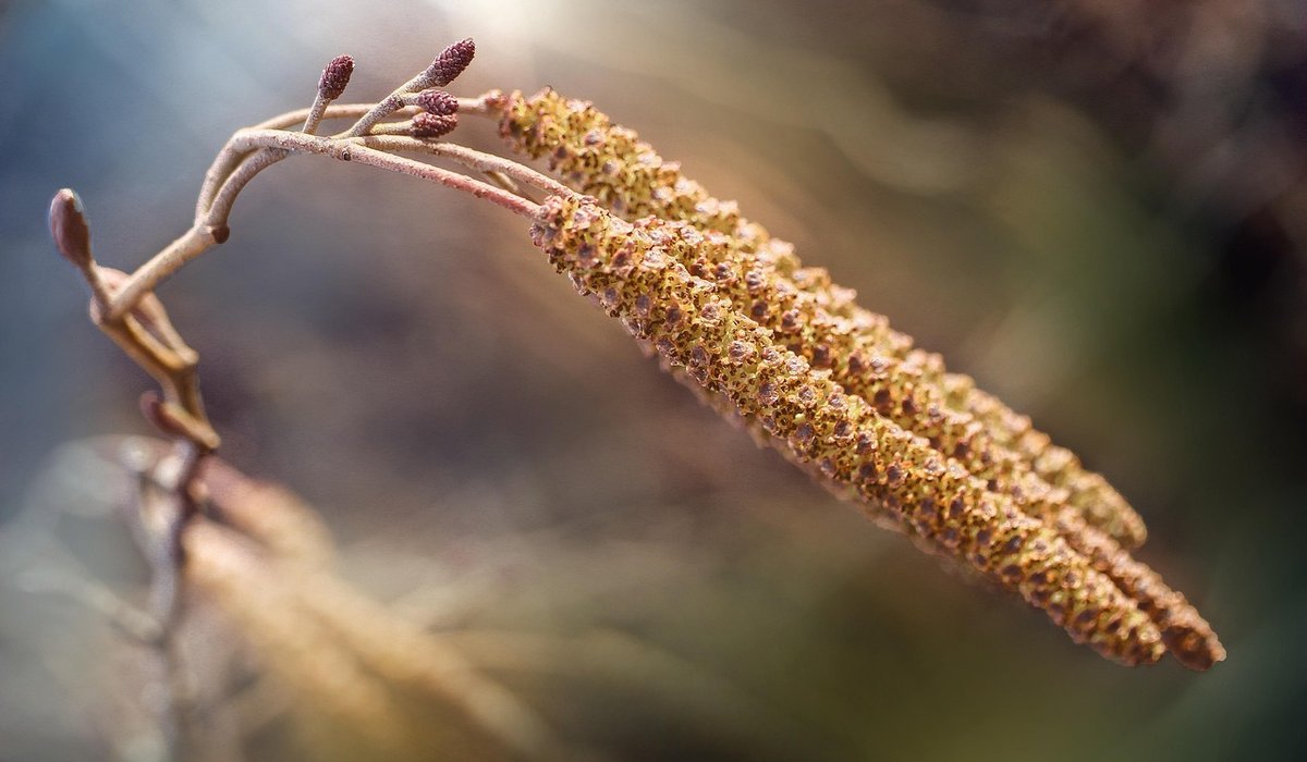 Pruning young trees for strong future shape