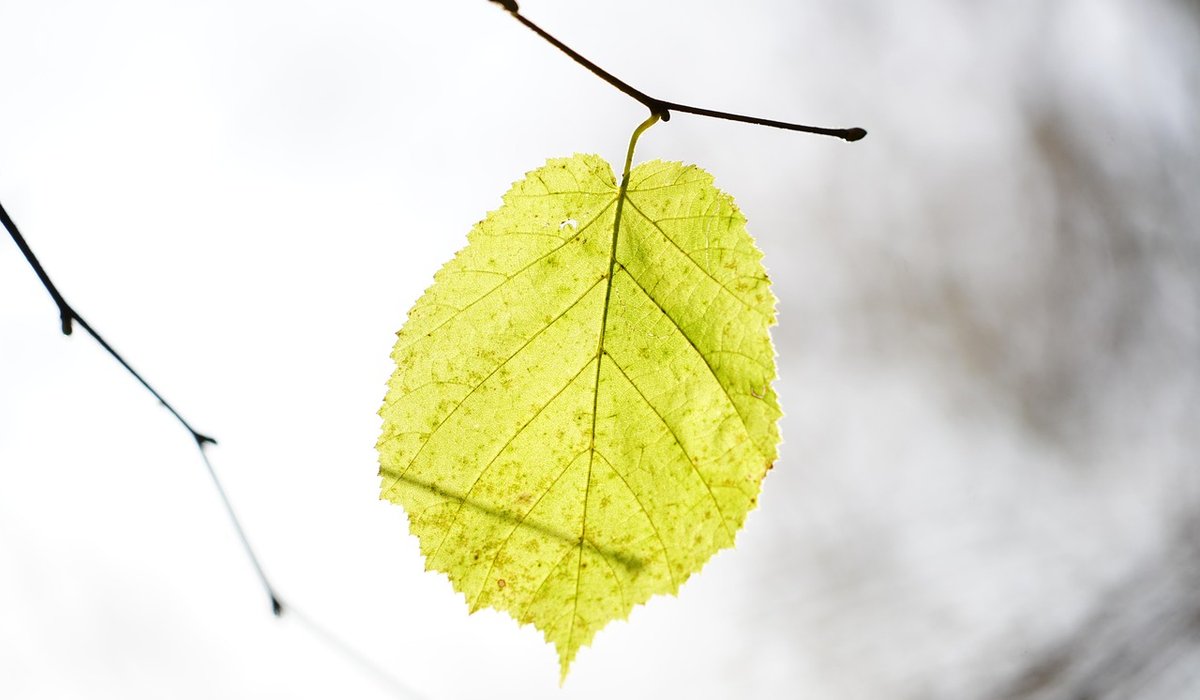 Growing aspen from seed in a UK climate
