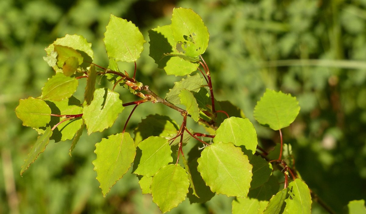 How to spot common tree diseases in British woodlands