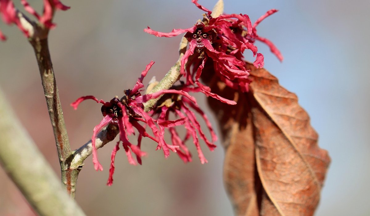Planting a bare-root tree in heavy clay soil