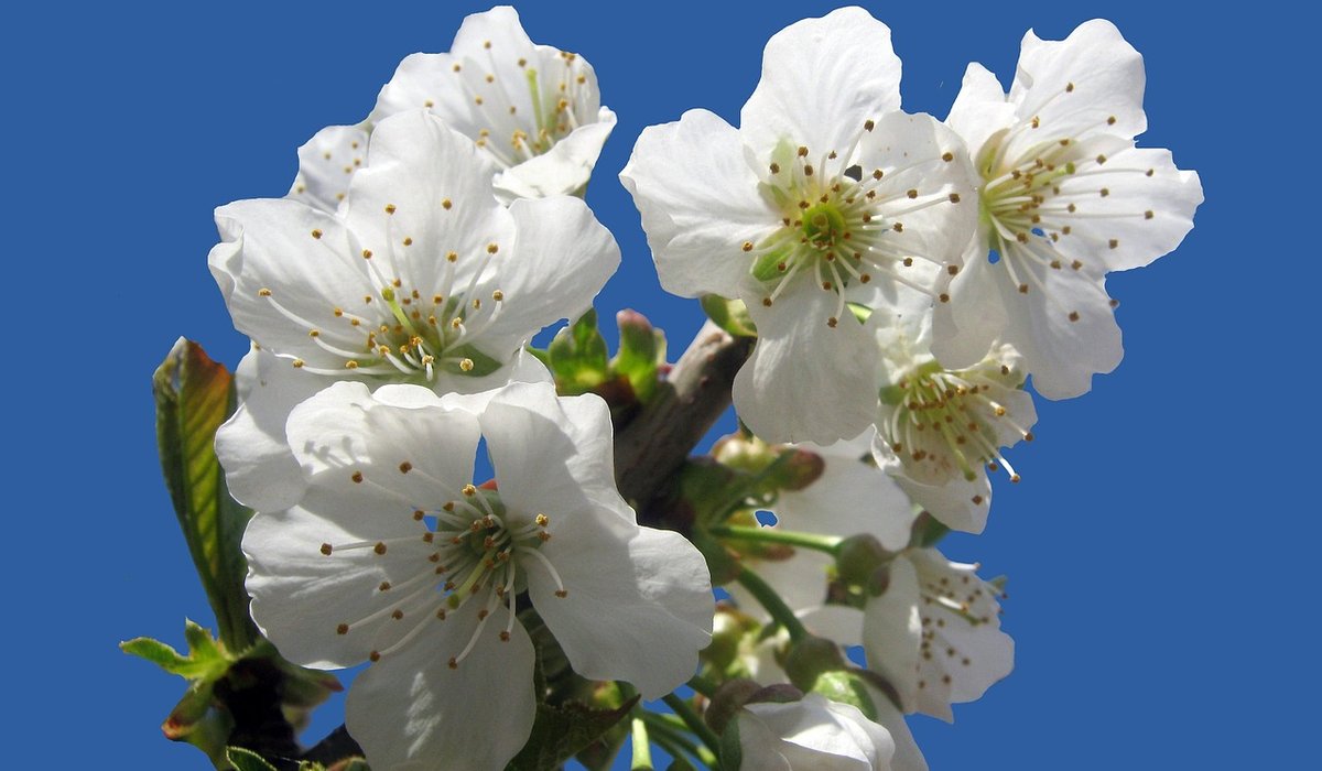 Winter protection for young trees and shrubs